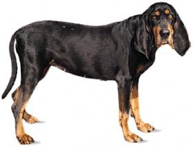 Coon Hound's Avatar